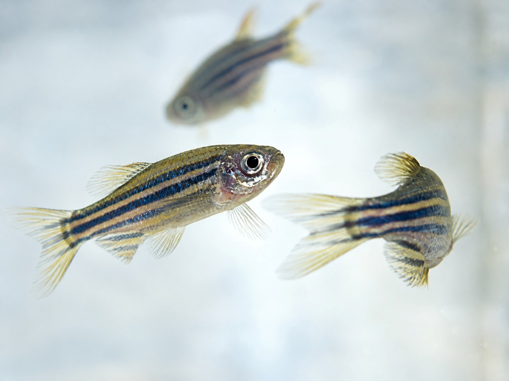 Zebrafish used as a model in scientific research